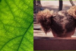 eco leaf black girl -1209927_640